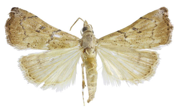 /filer/webapps/moths/media/images/S/sinualis_Ptychopseustis_HT_BMNH.jpg