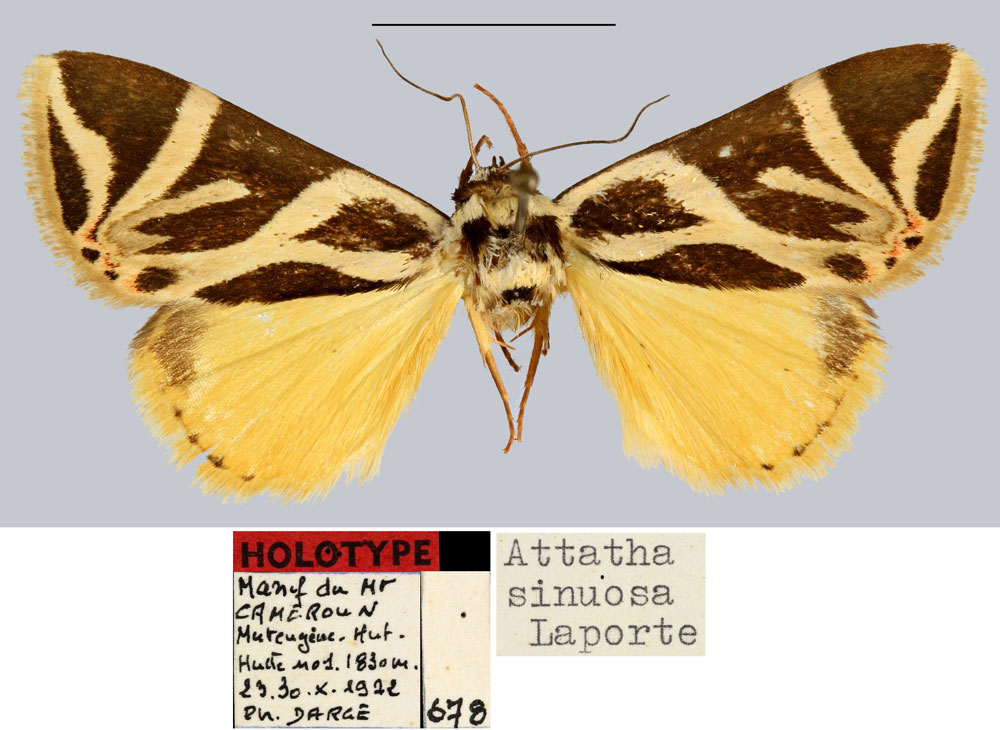 /filer/webapps/moths/media/images/S/sinuosa_Attatha_HT_MNHN.jpg