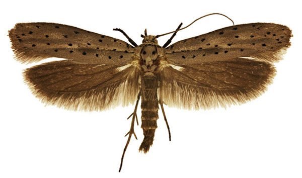 /filer/webapps/moths/media/images/S/sistrophora_Yponomeuta_AM_TMSA.jpg