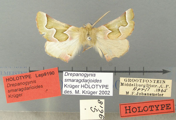 /filer/webapps/moths/media/images/S/smaragdarioides_Drepanogynis_HT_TMSA.jpg