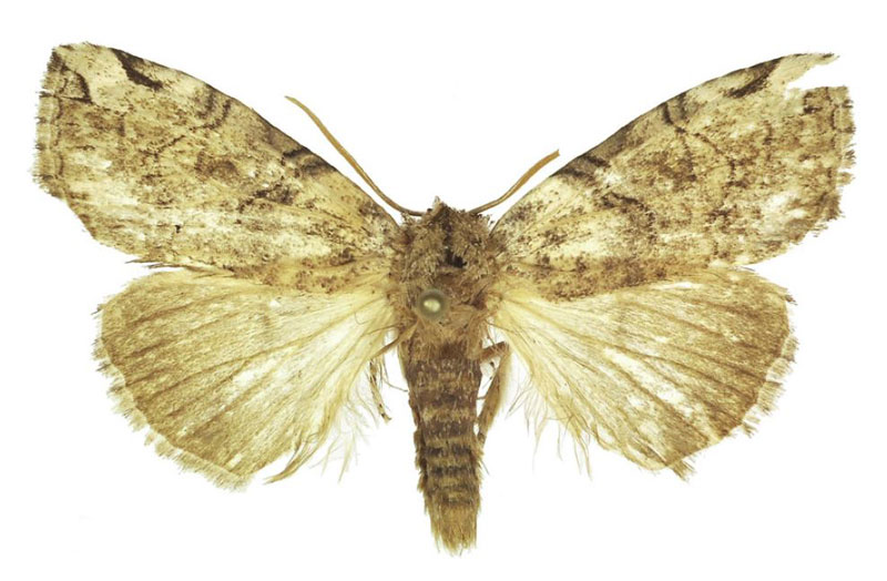 /filer/webapps/moths/media/images/S/smithi_Watsonopsestis_HT_BMNH.jpg