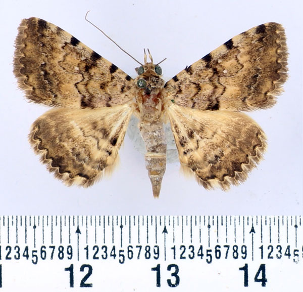 /filer/webapps/moths/media/images/S/smithii_Beriodesma_AM_BMNH.jpg