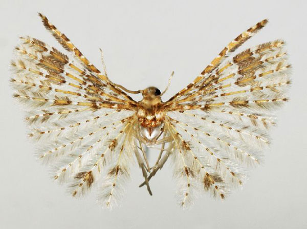 /filer/webapps/moths/media/images/S/sochivkoi_Alucita_HT_BMNH.jpg