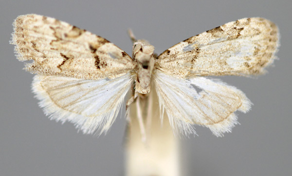 /filer/webapps/moths/media/images/S/socotrensis_Nola_HT_BMNH.jpg