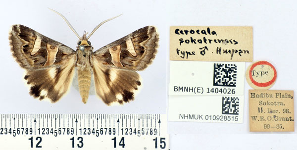 /filer/webapps/moths/media/images/S/sokotrensis_Cerocala_HT_BMNH.jpg