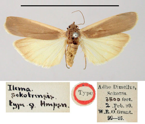 /filer/webapps/moths/media/images/S/sokotrensis_Ilema_ST_BMNH.jpg