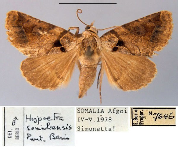 /filer/webapps/moths/media/images/S/somaliensis_Hypaetra_PT_MSNM.jpg