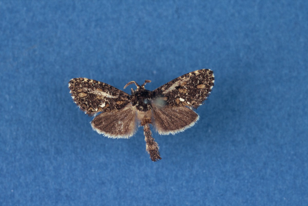 /filer/webapps/moths/media/images/S/sommerlattei_Ortharbela_PTM_BMNH.jpg