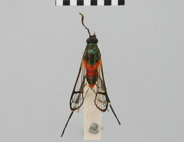 /filer/webapps/moths/media/images/S/sophax_Camaegeria_HT_BMNH.jpg