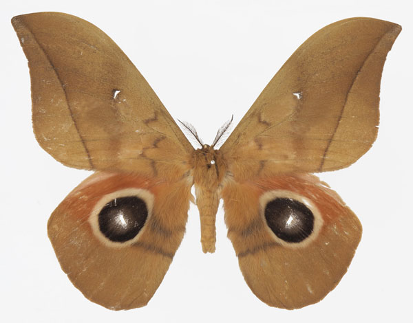 /filer/webapps/moths/media/images/S/sorangei_Lobobunaea_AM_Basquin.jpg