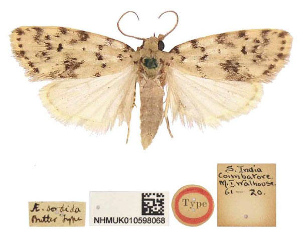 /filer/webapps/moths/media/images/S/sordida_Aemene_LT_BMNH.jpg