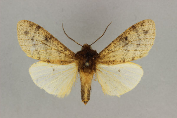 /filer/webapps/moths/media/images/S/sordida_Teracotona_ST_BMNH.jpg
