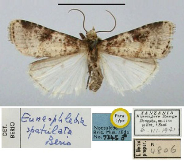 /filer/webapps/moths/media/images/S/spatulata_Euneophlebia_PT_BMNH.jpg