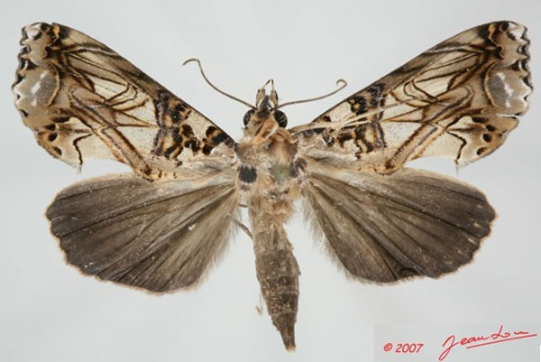 /filer/webapps/moths/media/images/S/speciosissima_Plusiodonta_AM_ALbert.jpg