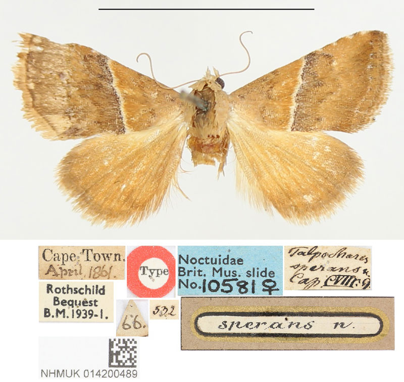/filer/webapps/moths/media/images/S/sperans_Thalpochares_HT_BMNH.jpg