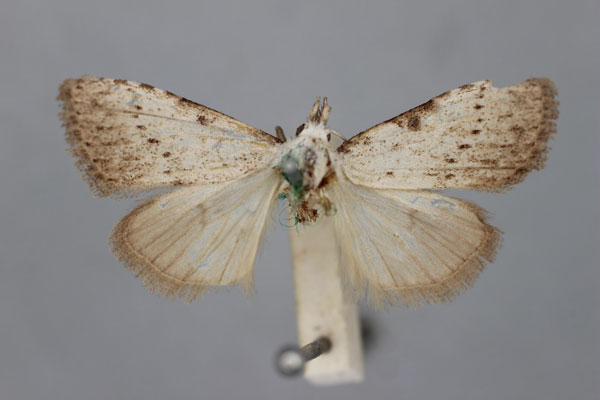 /filer/webapps/moths/media/images/S/spermophaga_Meganola_PT_BMNH.jpg