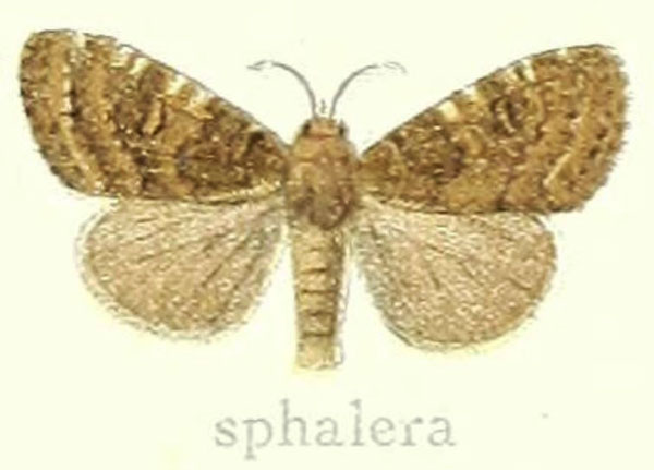 /filer/webapps/moths/media/images/S/sphalera_Dasychira_STM_Hering_23g.jpg