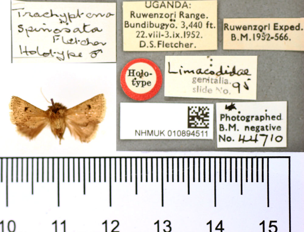 /filer/webapps/moths/media/images/S/spinosata_Trachyptena_HT_BMNH.jpg
