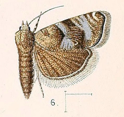/filer/webapps/moths/media/images/S/spissana_Grapholita_HT_Walsingham_1891_3-6.jpg