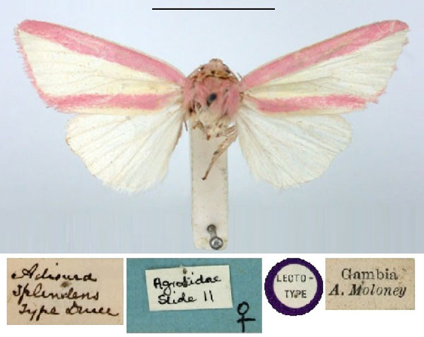 /filer/webapps/moths/media/images/S/splendens_Adisura_LT_BMNH.jpg