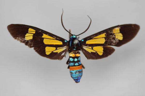 /filer/webapps/moths/media/images/S/splendens_Euchromia_HT_BMNH.jpg