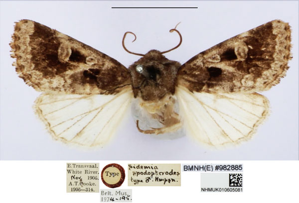 /filer/webapps/moths/media/images/S/spodopterodes_Sidemia_HT_BMNH_UX7vfaX.jpg
