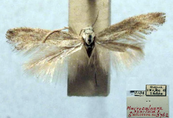 /filer/webapps/moths/media/images/S/sporima_Macrocalcara_HT_TMSA.jpg