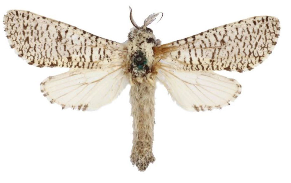 /filer/webapps/moths/media/images/S/spurrelli_Aethalopteryx_HT_BMNH.jpg