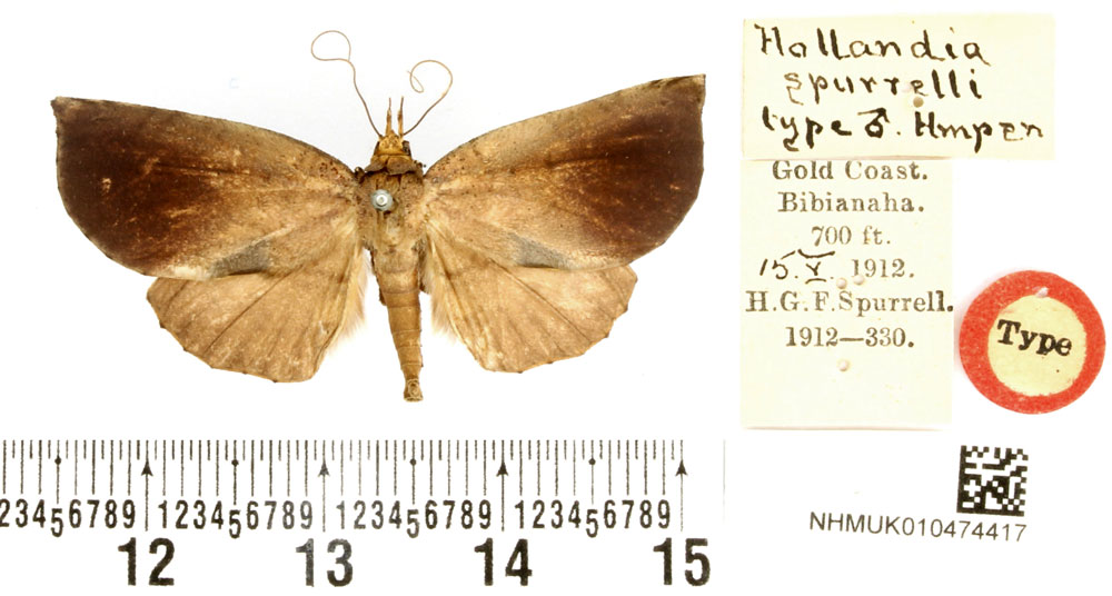/filer/webapps/moths/media/images/S/spurrelli_Hollandia_HT_BMNH.jpg