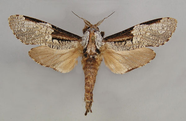 /filer/webapps/moths/media/images/S/squameus_Aethalopteryx_1_Yakovlev.jpg