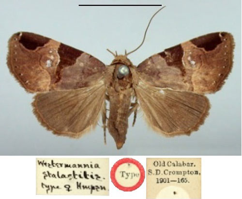 /filer/webapps/moths/media/images/S/stalactitis_Westermannia_HT_BMNH.jpg