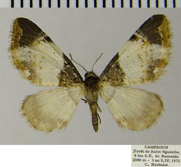 /filer/webapps/moths/media/images/S/steeleae_Eupithecia_AF_ZSM_01.jpg