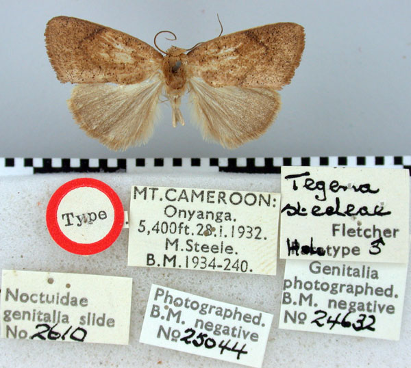 /filer/webapps/moths/media/images/S/steeleae_Tegena_HT_BMNH.jpg