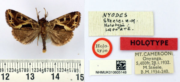 /filer/webapps/moths/media/images/S/steelei_Nyodes_HT_BMNH.jpg