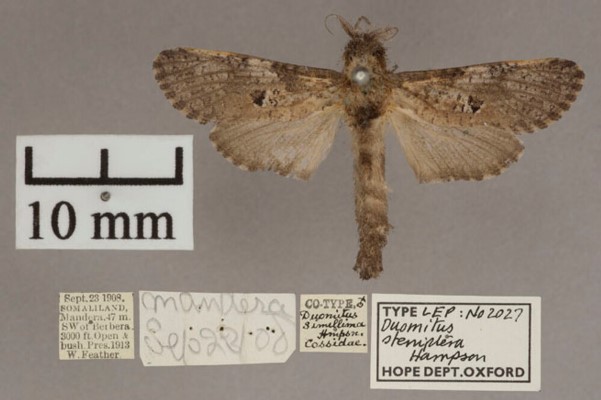 /filer/webapps/moths/media/images/S/steniptera_Aethalopteryx_HT_OUMNHa.jpg