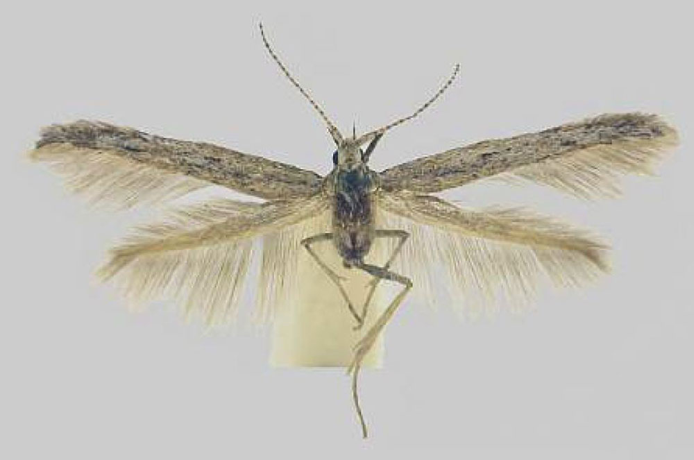 /filer/webapps/moths/media/images/S/stenoptera_Coleophora_HT_TMSA.jpg