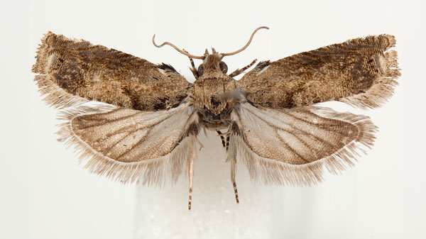 /filer/webapps/moths/media/images/S/stereoma_Coniostola_AM_BMNH.jpg