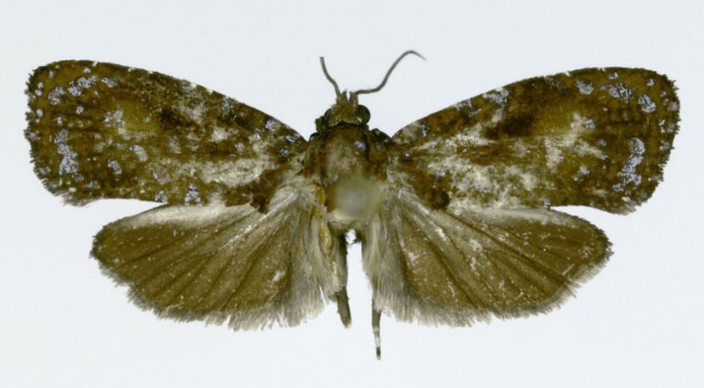 /filer/webapps/moths/media/images/S/stereostellans_Obudupotamia_HT_ZMJU.jpg