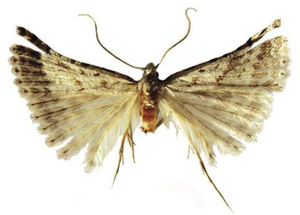 /filer/webapps/moths/media/images/S/sterkfonteini_Microschismus_HT_BMNH.jpg