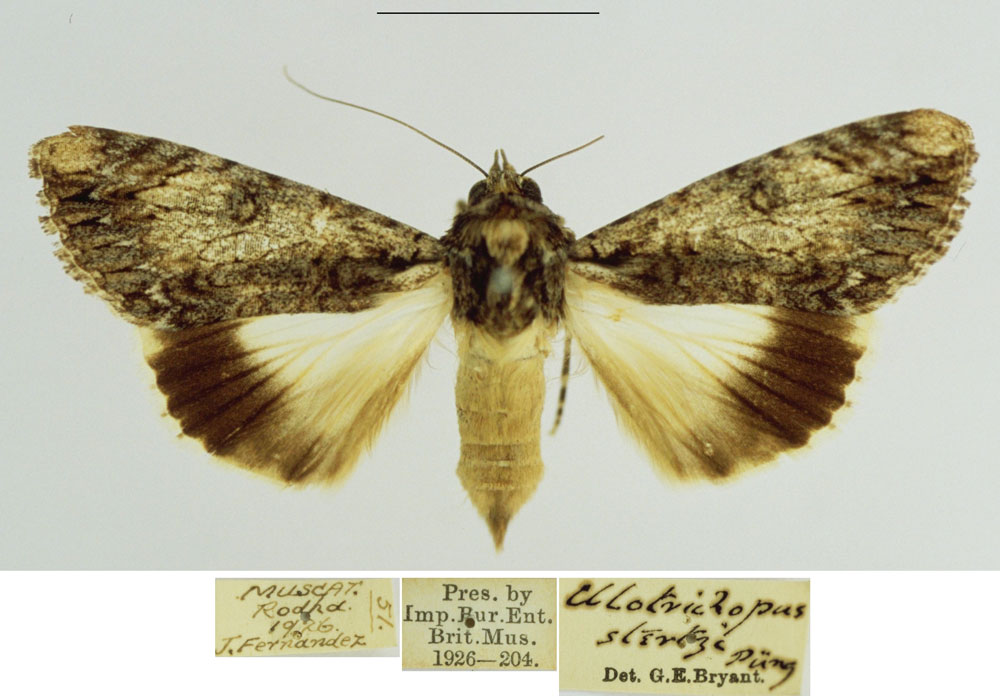 /filer/webapps/moths/media/images/S/stertzi_Ulotrichopus_AF_BMNH.jpg