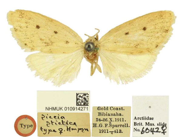 /filer/webapps/moths/media/images/S/stictica_Siccia_HT_BMNH.jpg