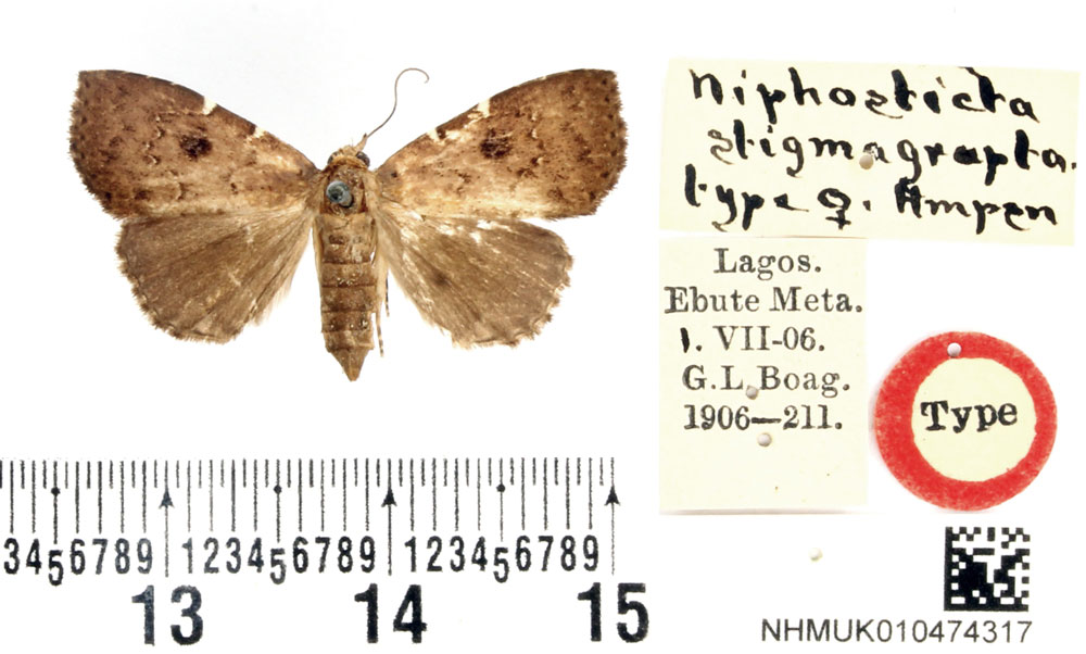 /filer/webapps/moths/media/images/S/stigmagrapta_Niphosticta_HT_BMNH.jpg