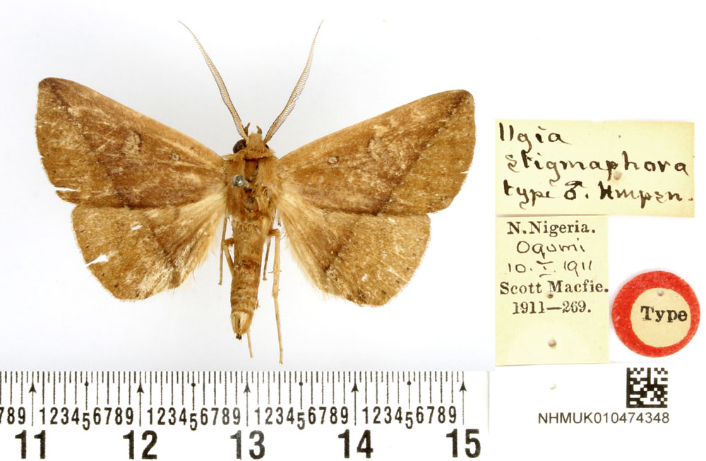 /filer/webapps/moths/media/images/S/stigmaphora_Ugia_HT_BMNH.jpg