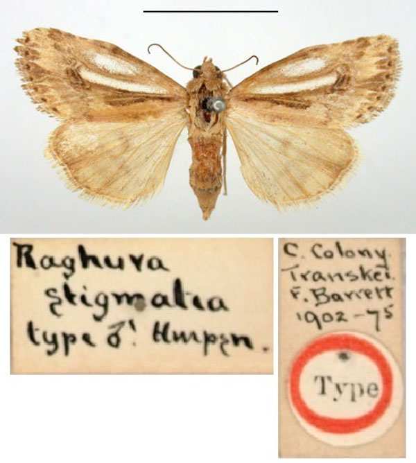 /filer/webapps/moths/media/images/S/stigmatia_Raghuva_HT_BMNH.jpg