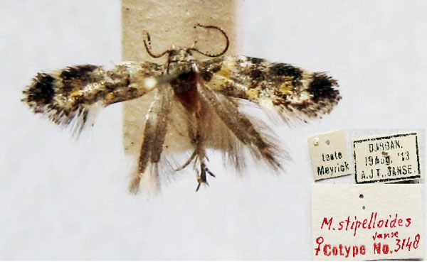 /filer/webapps/moths/media/images/S/stipelloides_Microsetia_PTF_TMSA.jpg