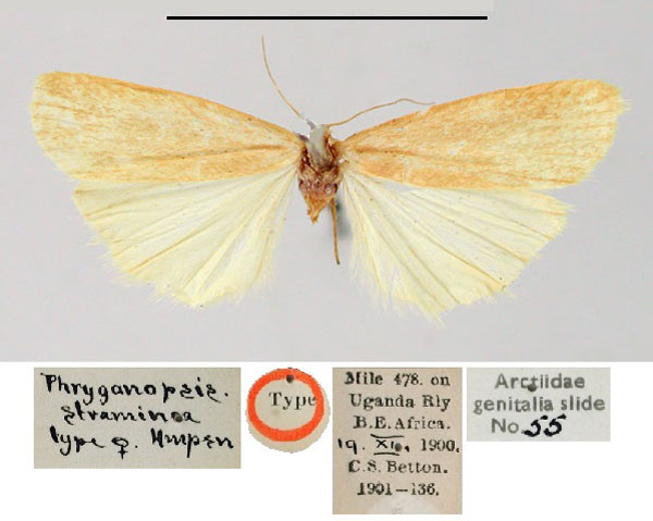 /filer/webapps/moths/media/images/S/straminea_Onychopodia_ST_BMNH.jpg