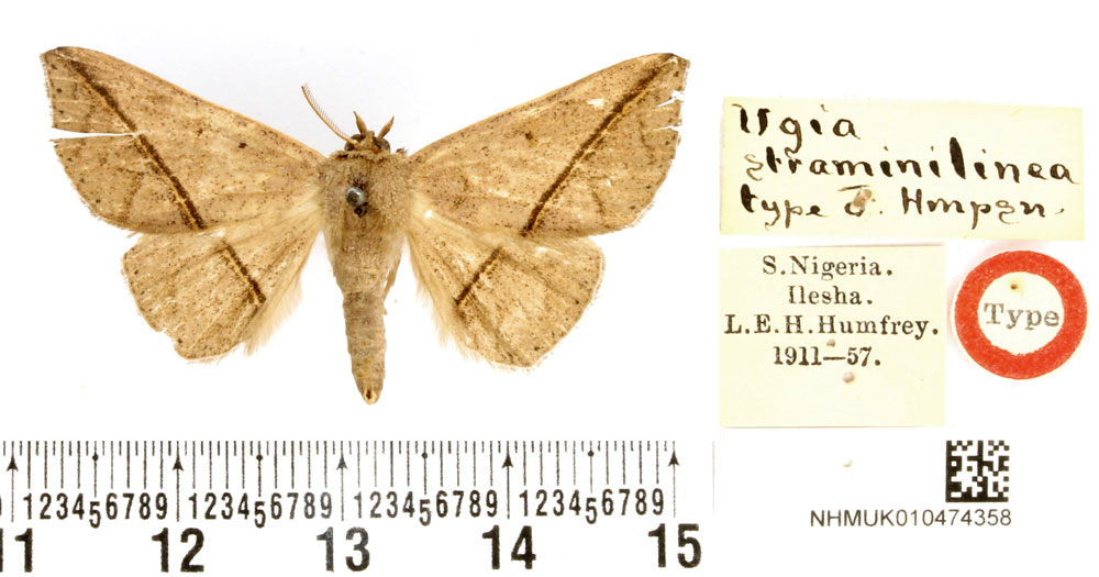 /filer/webapps/moths/media/images/S/straminilinea_Ugia_HT_BMNH.jpg