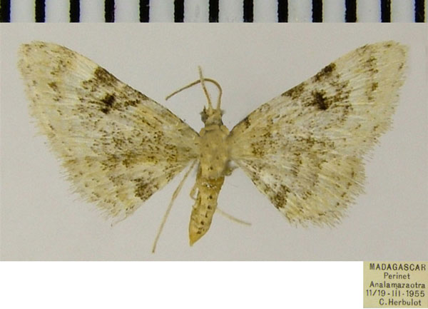 /filer/webapps/moths/media/images/S/streptozona_Eupithecia_AM_ZSM.jpg