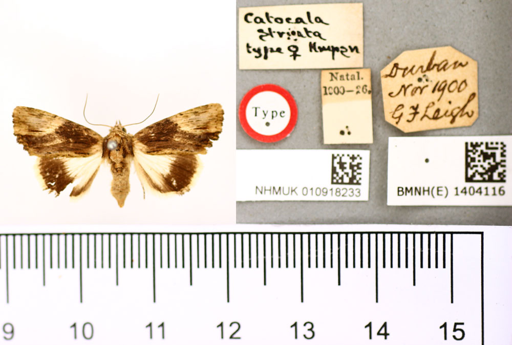 /filer/webapps/moths/media/images/S/striata_Catephia_HT_BMNH.jpg