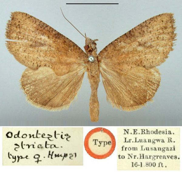 /filer/webapps/moths/media/images/S/striata_Odontestis_HT_BMNH.jpg